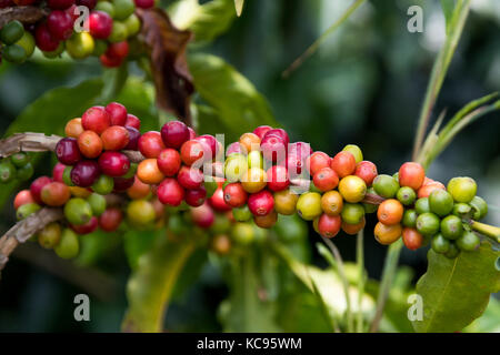 Ripe rosso ciliegie di caffè, Hacienda Venecia azienda di caffè, Manizales (Colombia) Foto Stock