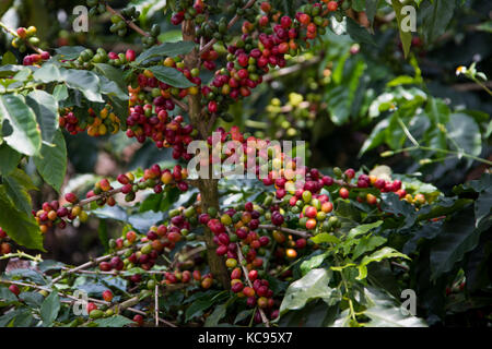 Ripe rosso ciliegie di caffè, Hacienda Venecia azienda di caffè, Manizales (Colombia) Foto Stock