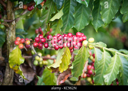 Ripe rosso ciliegie di caffè, Hacienda Venecia azienda di caffè, Manizales (Colombia) Foto Stock