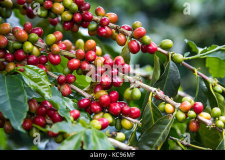 Ripe rosso ciliegie di caffè, Hacienda Venecia azienda di caffè, Manizales (Colombia) Foto Stock