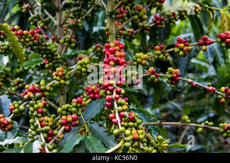 Ripe rosso ciliegie di caffè, Hacienda Venecia azienda di caffè, Manizales (Colombia) Foto Stock