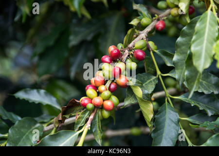 Ripe rosso ciliegie di caffè, Hacienda Venecia azienda di caffè, Manizales (Colombia) Foto Stock