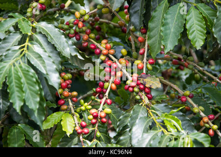 Ripe rosso ciliegie di caffè, Hacienda Venecia azienda di caffè, Manizales (Colombia) Foto Stock