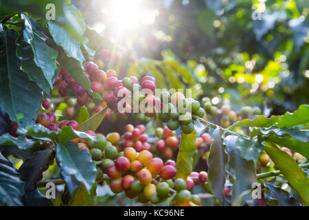 Ripe rosso ciliegie di caffè, Hacienda Venecia azienda di caffè, Manizales (Colombia) Foto Stock