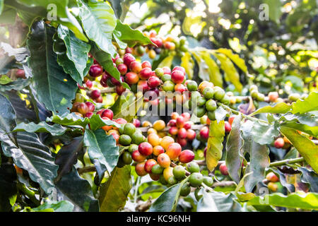 Ripe rosso ciliegie di caffè, Hacienda Venecia azienda di caffè, Manizales (Colombia) Foto Stock