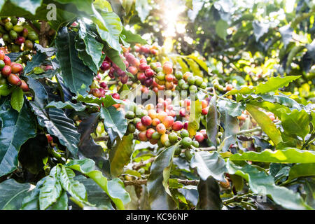 Ripe rosso ciliegie di caffè, Hacienda Venecia azienda di caffè, Manizales (Colombia) Foto Stock