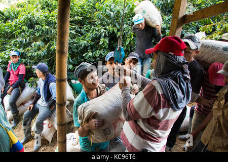 Hacienda Venecia azienda di caffè, Manizales (Colombia) Foto Stock