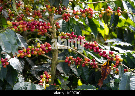 Ripe rosso ciliegie di caffè, Hacienda Venecia azienda di caffè, Manizales (Colombia) Foto Stock