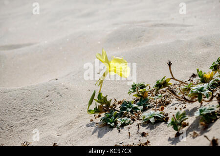 Spiaggia la sera-primrose fiore con foglie Foto Stock