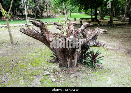 Villaggio maya e la capanna in dimora nella giungla vicino a ek balam messico Foto Stock