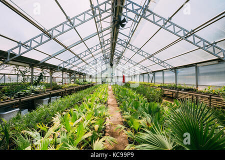 Piccoli germogli verdi piante di palme che cresce dal terreno in vasi in serra o in serre riscaldate. molla, concetto di nuova vita. Foto Stock