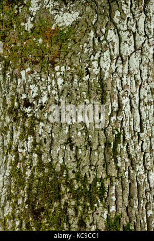 Corteccia di frassino Foto Stock