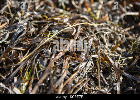 Zostera marina è alghe, ricco di iodio e di altri minerali benefici, effetto terapeutico. Altri nomi sono comuni eelgrass, seawrack Foto Stock