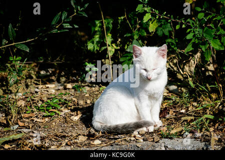 Ritratto di giovane white mixed-breed gattino la balneazione in presenza di luce solare Foto Stock