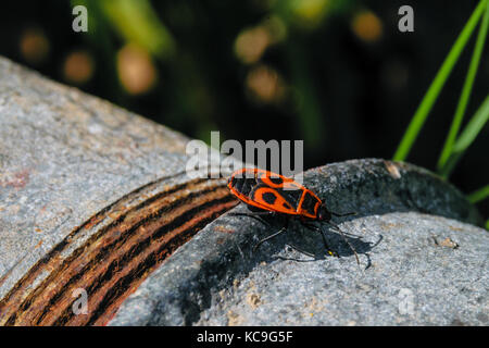 Extreme close-up di firebug o pyrrhocoris apterus arrugginito sul tubo di ferro Foto Stock