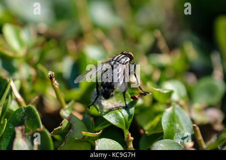 Close-up di comune o housefly Musca domestica si appollaia su piccola foglia e crogiolarsi nella luce solare Foto Stock