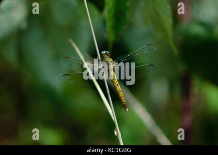 Dettagliato di close-up di giallo darter comune dragonfly o sympetrum striolatum arroccato su erba di frumento Foto Stock