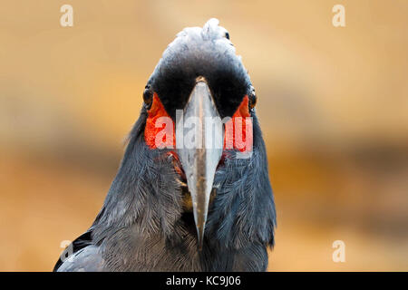 Testa di un arrabbiato cercando palm cacatua.pappagallo uccello in vista frontale Foto Stock