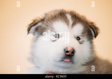 Bianco blu eyed alaskan malamute cucciolo di cane si trova nelle mani del proprietario Foto Stock