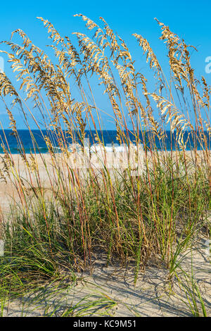 Avon, Outer Banks, North Carolina, Stati Uniti d'America. Mare di avena (Uniola paniculata), una duna stabilizzatore. Foto Stock