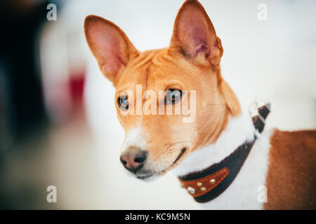 Close up basenji kongo terrier cane. Il Basenji è una razza di cane da caccia. Fu allevato da stock che ha avuto origine in Africa centrale Foto Stock