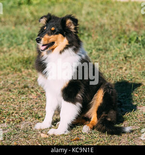 Funny sorridente shetland sheepdog, sheltie, collie cucciolo all'aperto Foto Stock