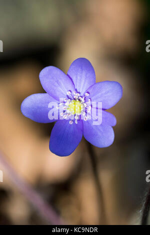 Anemone hepatica (Hepatica nobilis) in Bloom, Kalnik mountain, Croazia Foto Stock