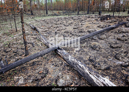 La zona bruciato dal fuoco della foresta nella taiga della Siberia Foto Stock