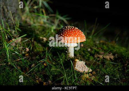 Amanita muscaria fungo rosso con macchie bianche e verdi sullo sfondo della foresta di notte illuminata da luce Foto Stock