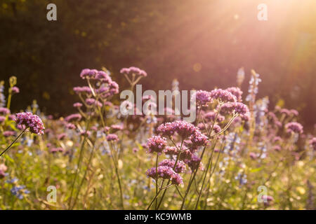 Verbena Bonariensis fiori retroilluminati da sole in un piantando mescolato, Hyde Park, Londra. Verberna è uno dei preferiti di impollinatori come api e farfalle Foto Stock