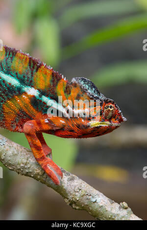 Vivacemente colorato Panther Chameleon sul ramo di albero, Madagascar, 2017 Foto Stock