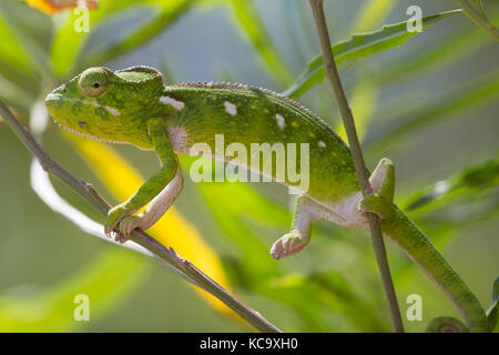 Verde Camaleonte clining a rami di albero, Madagascar, 2017 Foto Stock