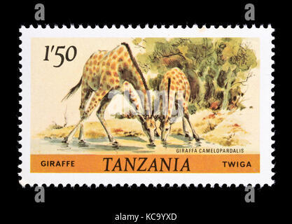 Francobollo dalla Tanzania raffigurante una giraffa (Giraffa camelopardalis) Foto Stock