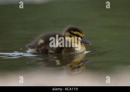 Giovane e bella carino capretti il germano reale (Anas platyrhynchos) anatroccolo ritratto Foto Stock