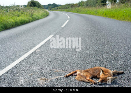 Dead fox club su una strada rurale Foto Stock