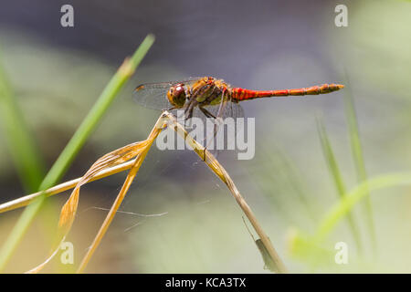 Comune Femmina Darter Dragonfly in estate britannica, Thatcham, Berkshire, Regno Unito Foto Stock