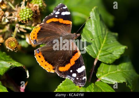 Red Admiral Butterfly (Vanessa Atalanta) arroccato su una foglia verde Foto Stock