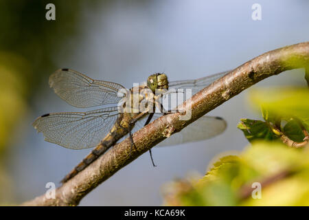 Nero Skimmer codato Dragonfly appollaiato su un ramo Foto Stock