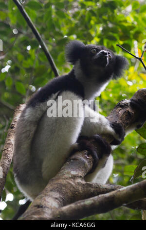 Indri Indri Lemur di riposo in ombra di albero canopy, Andasibe-Mantadia National Park, Madagascar, 2017 Foto Stock