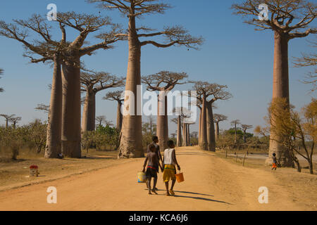 Viligers locale a piedi lungo la strada sterrata di Baobab avenue, Menabe, Madagascar, 2017 Foto Stock