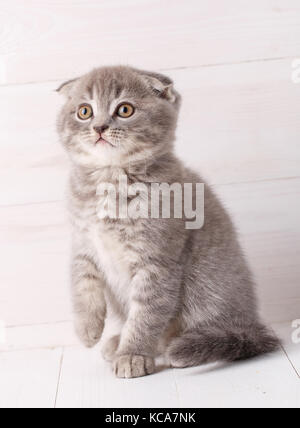 Scotch gattino su un sfondo di legno Foto Stock