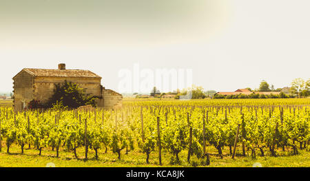 Vigneto di Saint Emilion, in Francia, nei pressi di Bordeaux alla fine della primavera 2017 Foto Stock