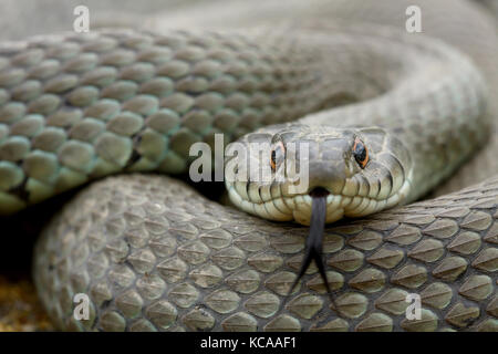 Biscia dal collare (natrix natrix) adulto spostando la sua lingua Foto Stock