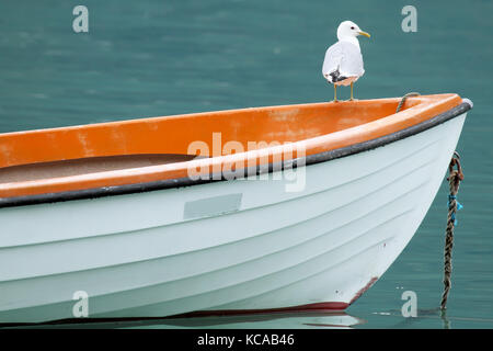 Gabbiano comune (Larus canus) arroccato su una barca in Norvegia Foto Stock