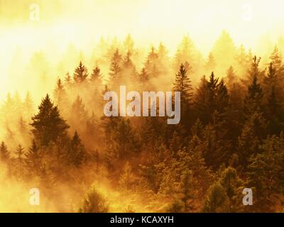 Spelato nebbia colorati. Foresta estate dopo forti notte piovosa. treetops è aumentata dalla nebbia e lo strippaggio di inversione. vivido effetto. Foto Stock