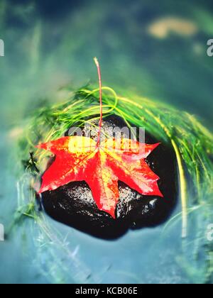 Catturati giallo arancione maple leaf su lunghe alghe verdi pietra simbolo colorato di comming caduta stagione. boulder in specchio di acqua di fiume di montagna. Foto Stock