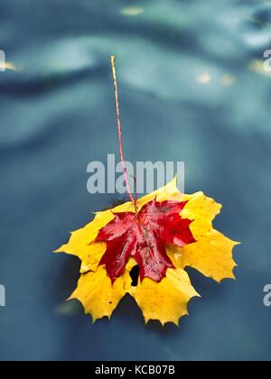 Giallo arancione rosso autunno foglie di acero in acqua, foglie secche caduti in acqua fredda Foto Stock