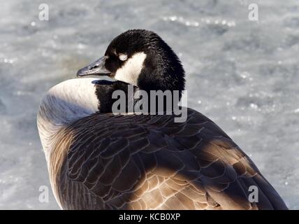 Immagine isolata di un canada goose dormendo su ghiaccio Foto Stock