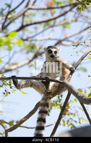 Anello lemure codato crogiolarsi su un ramo di albero al sole del mattino, Anja National Park, Madagascar, 2017 Foto Stock