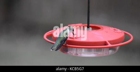 Gola rubino ronzio uccello bere da Bird Feeder Foto Stock